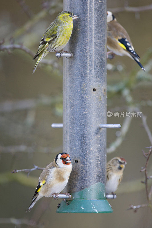 Siskin, Goldfinch和Lesser Redpoll